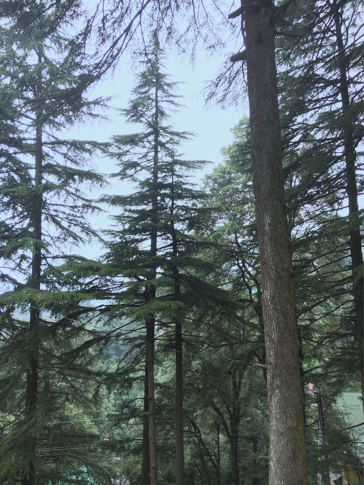 Trees <3