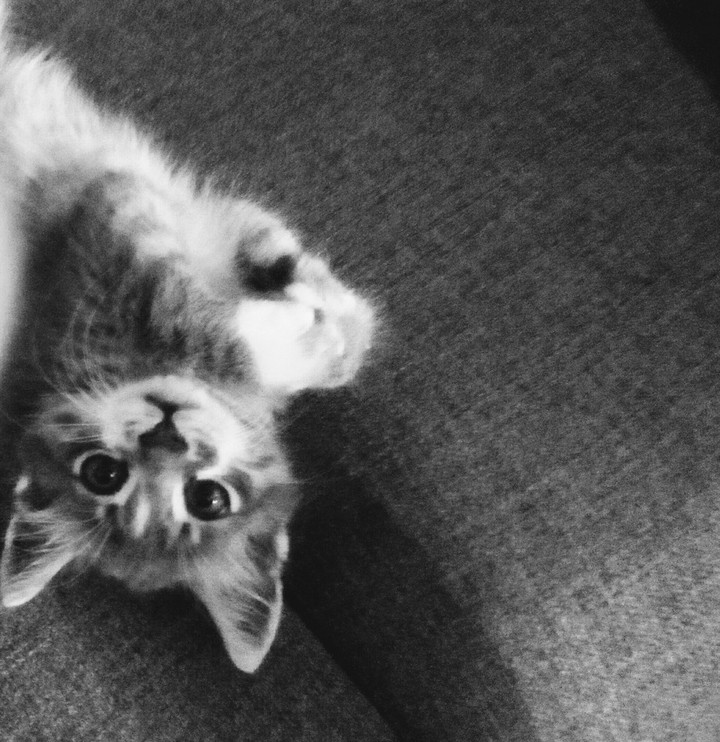 My life kitten