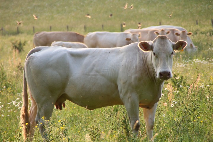 witte koe