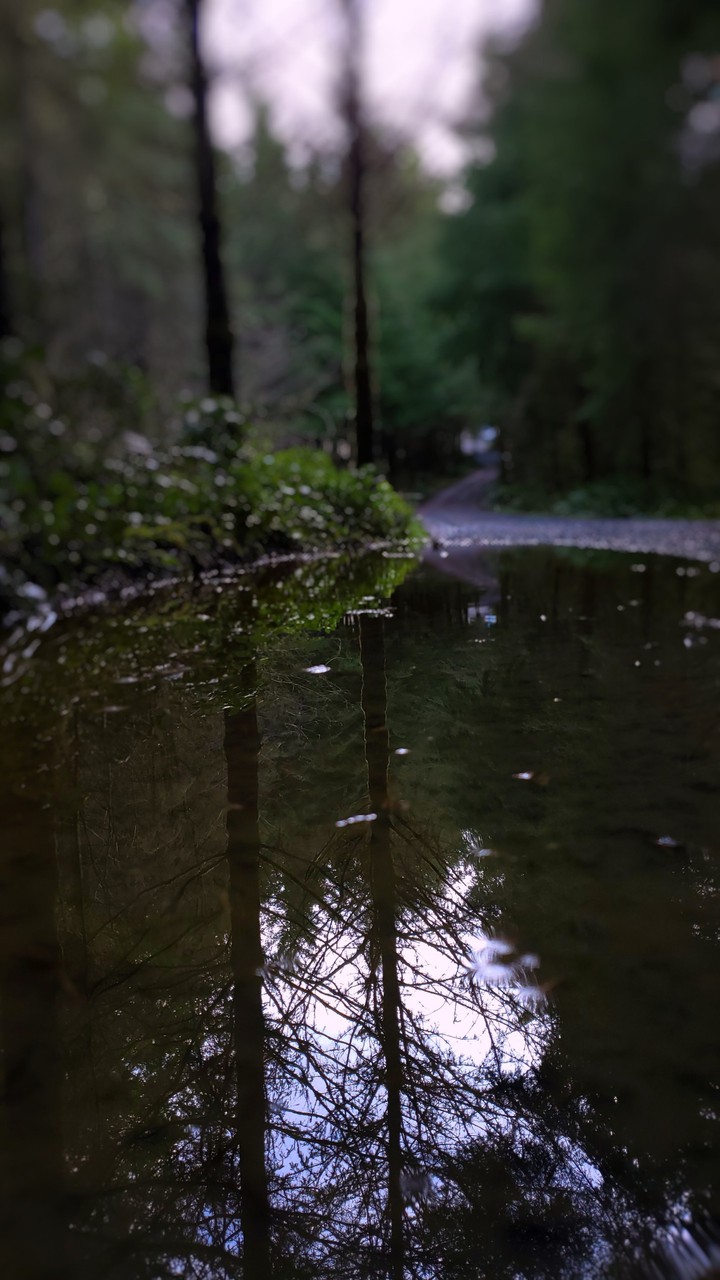 reflection