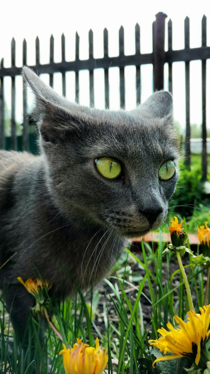 Зеленоглазый кот