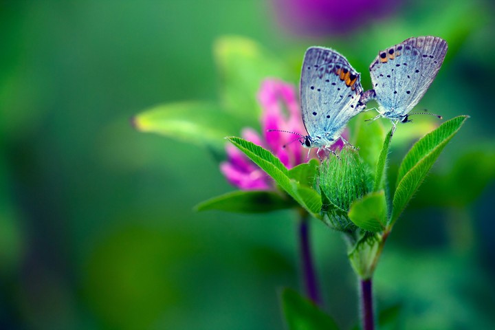 природа