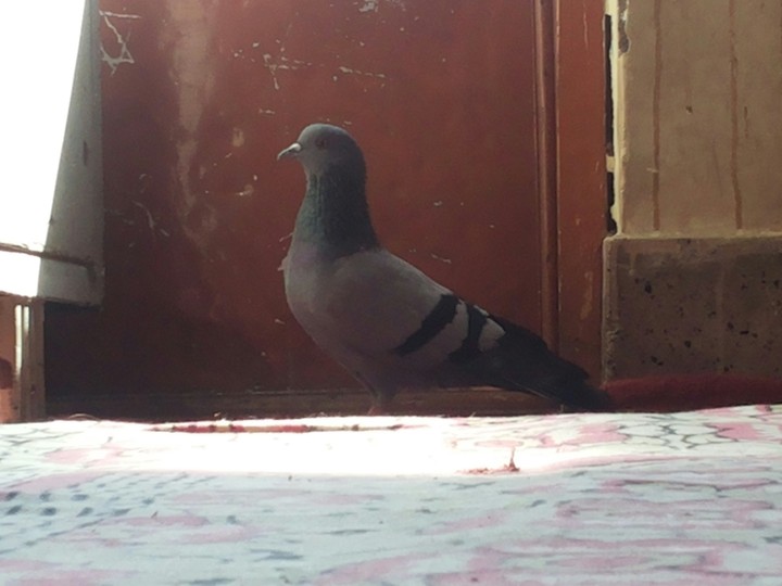 Pigeon shot in Kashmir. very rare pic