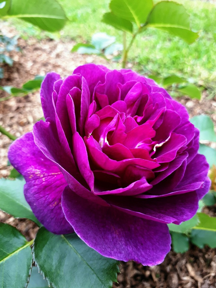 violet