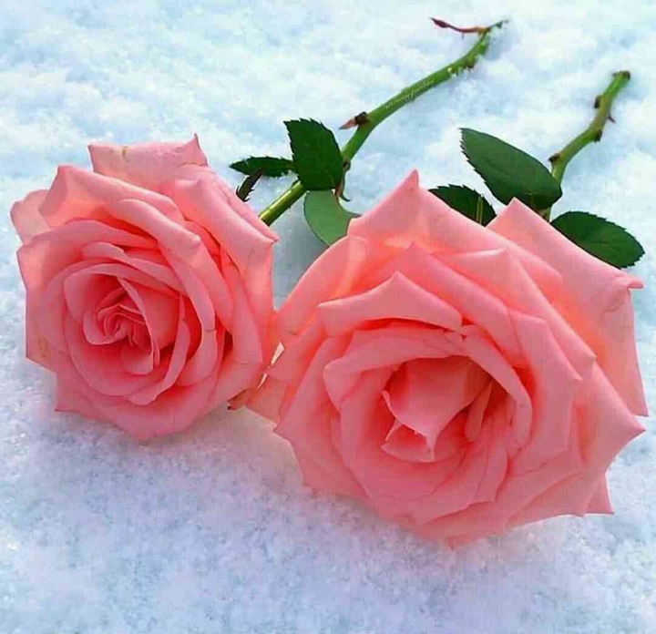 Bellas rosas,sobre la nieve.