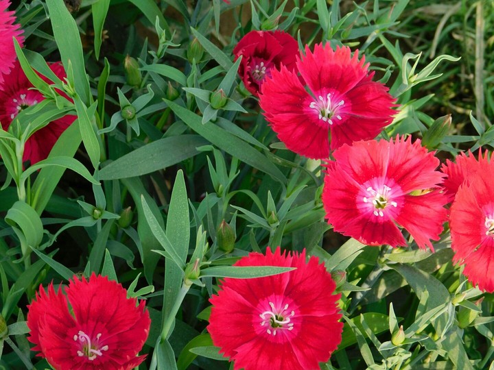 dianthus