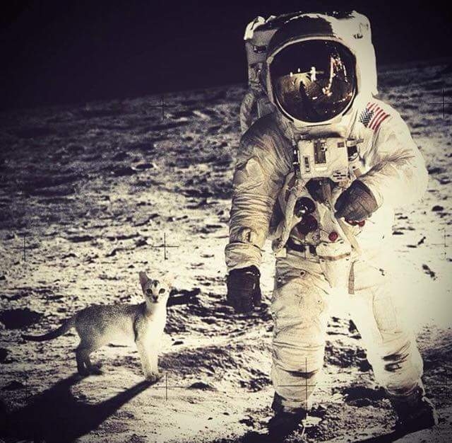 cosmonauts and cat