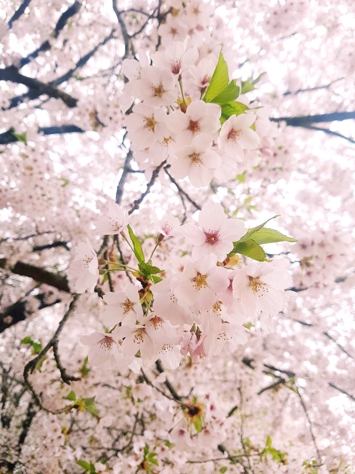 봄향기