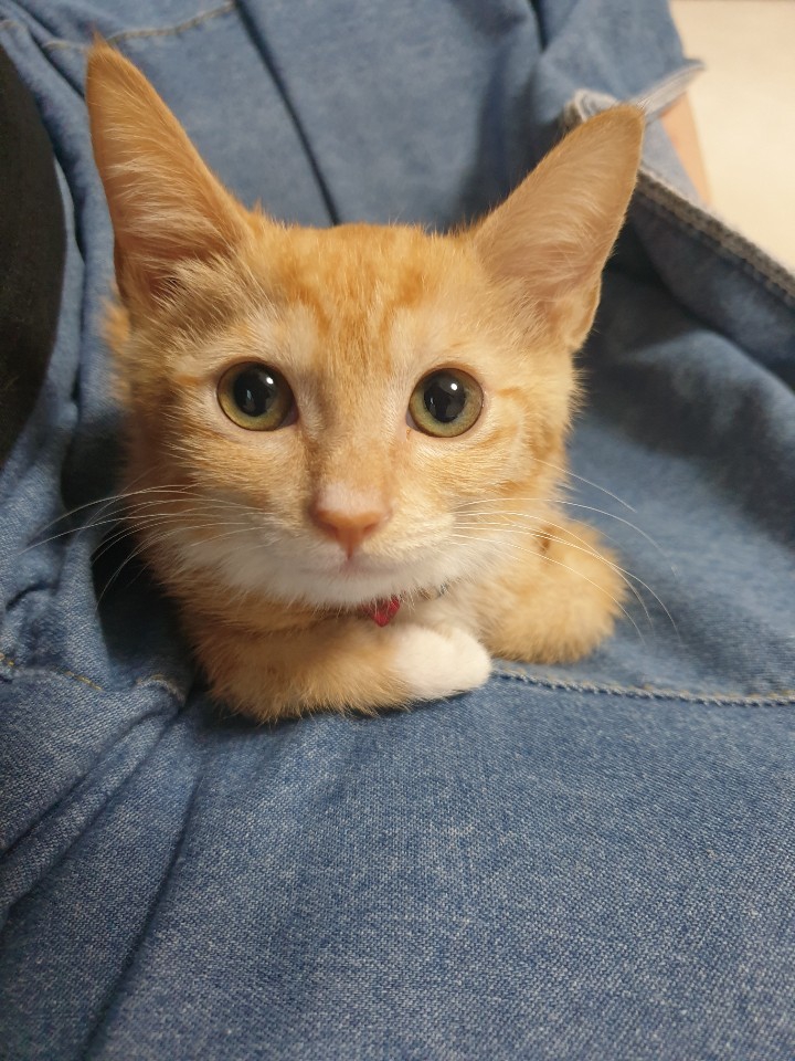 고양이