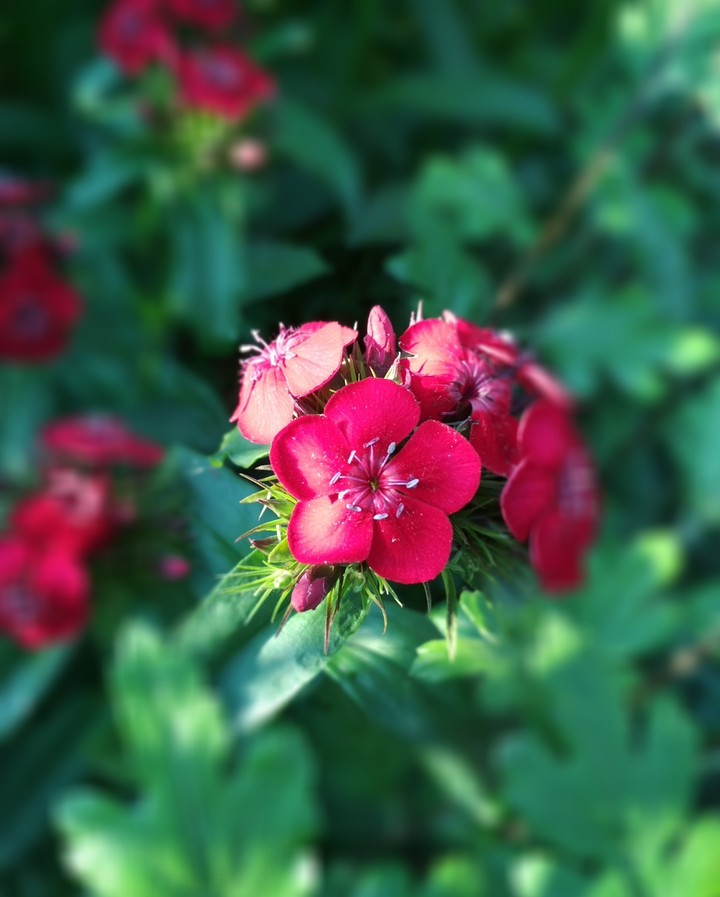 summer color