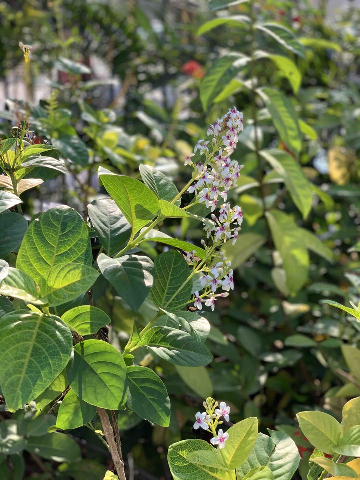 My garden plant