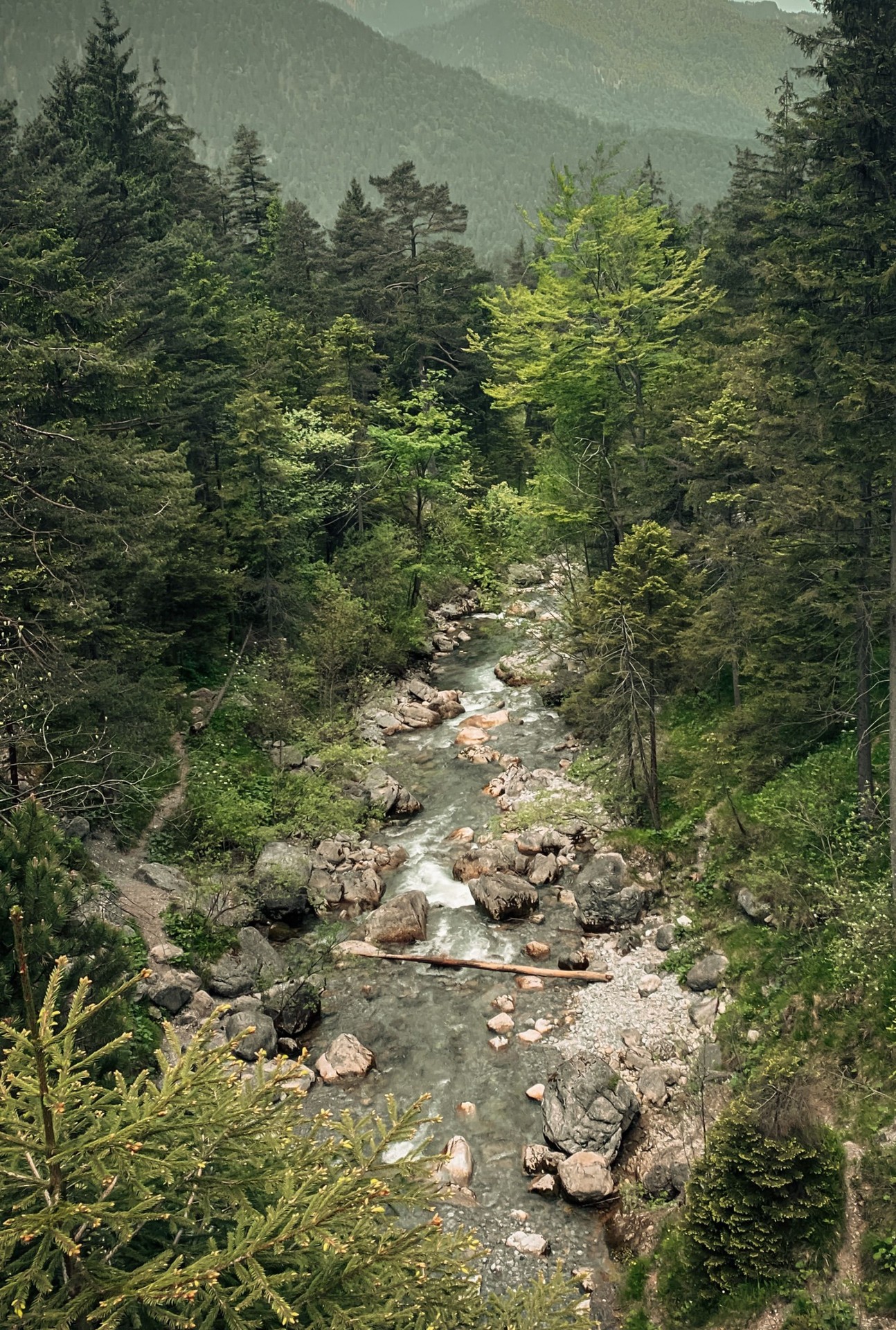 רקעים Wilderness, forest