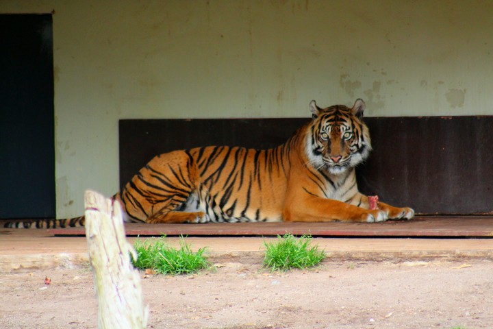 Tiger