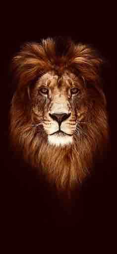 Animal / lion / predator