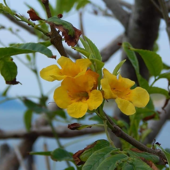 Flor