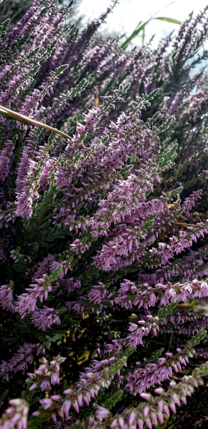 heather