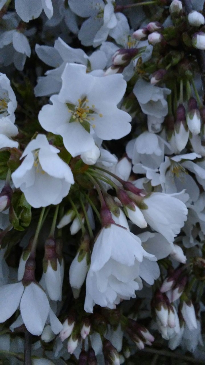 spring blossoms
