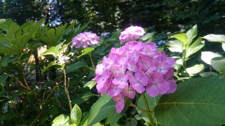 紫陽花