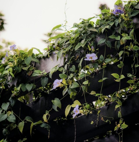 sfondi pedicel, spiderwort