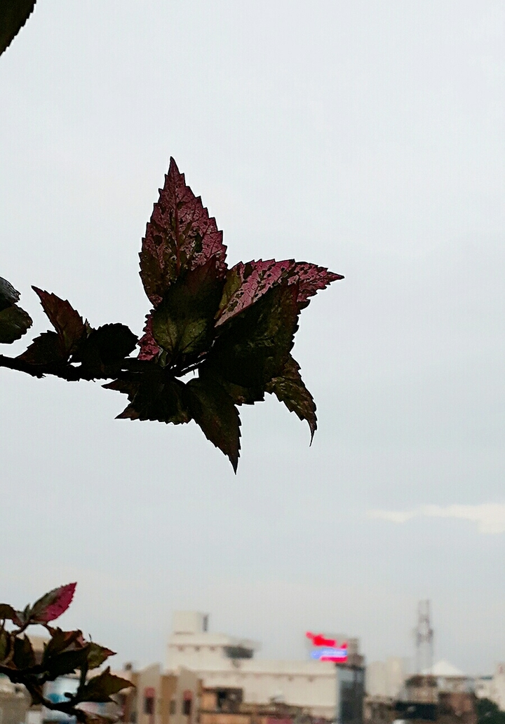#leaf