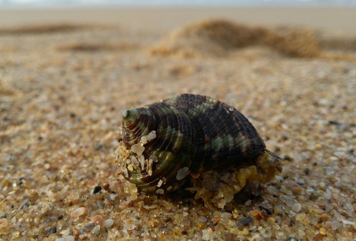 sea shell# snail