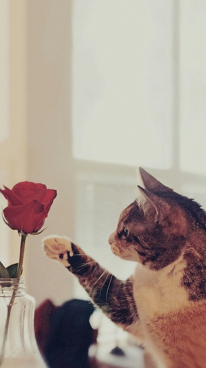 Lindo
