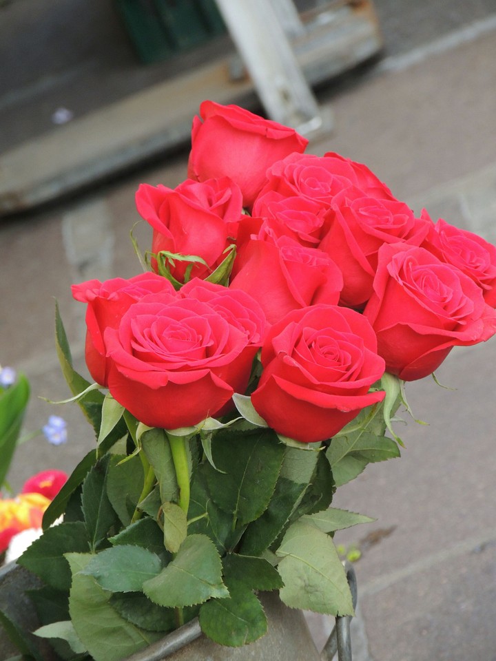 Roses