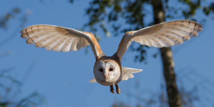 owl bird