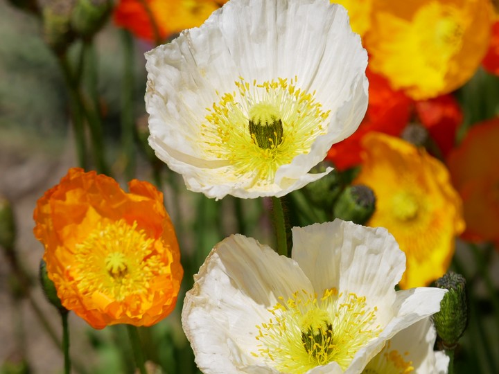 flower