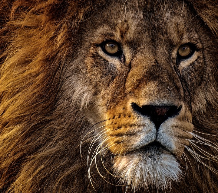 lion