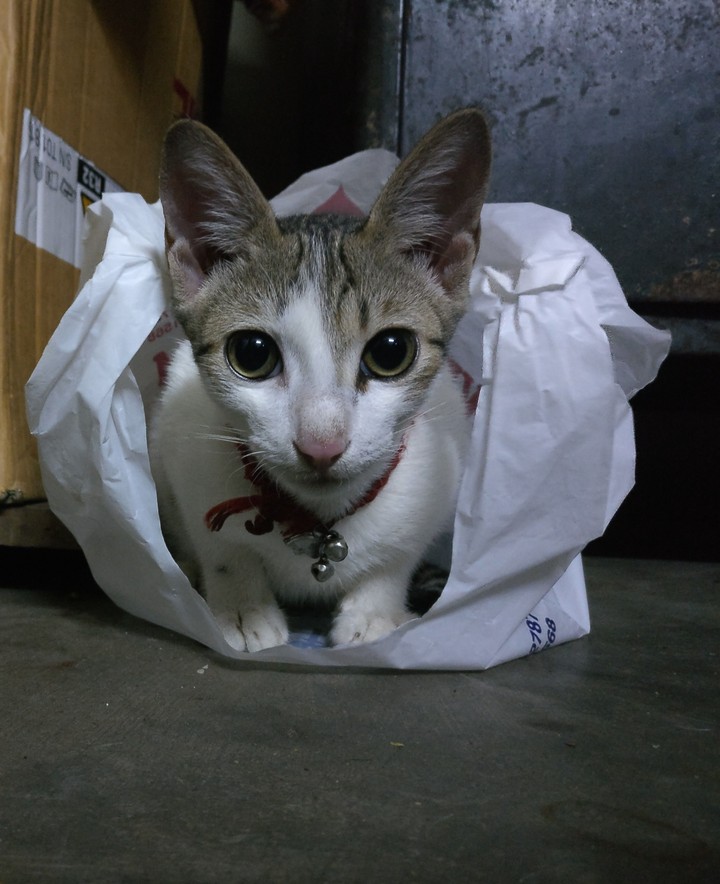 cat