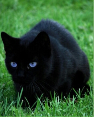 crowfeather
