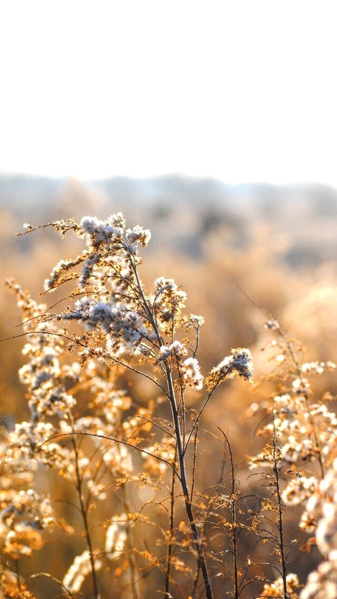 Grass