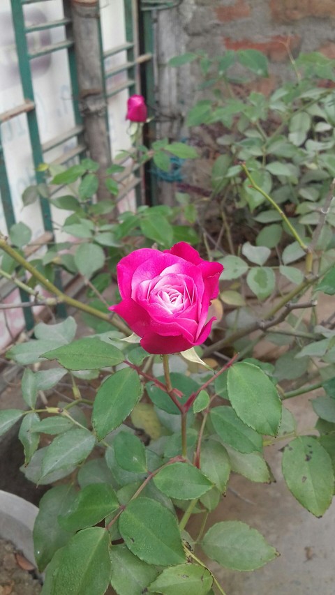 Rose