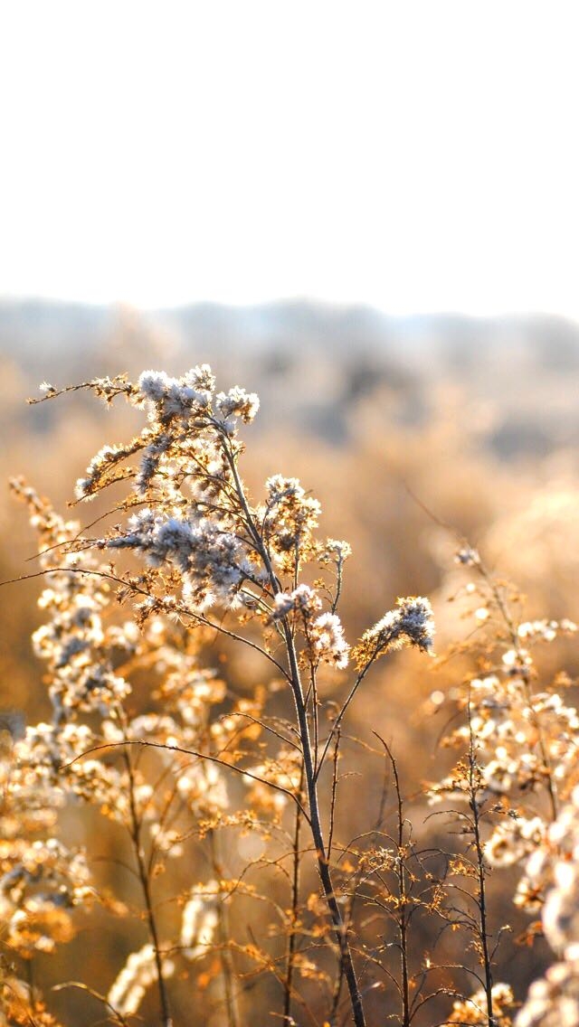Grass