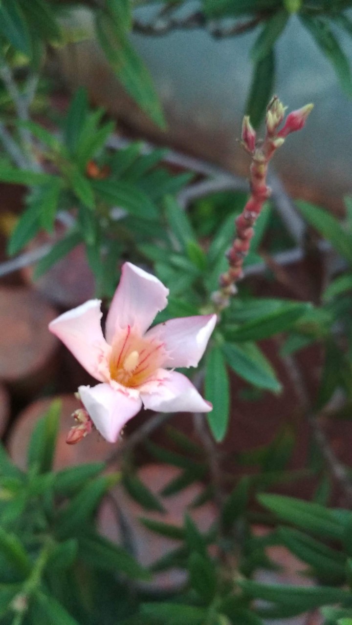 flower