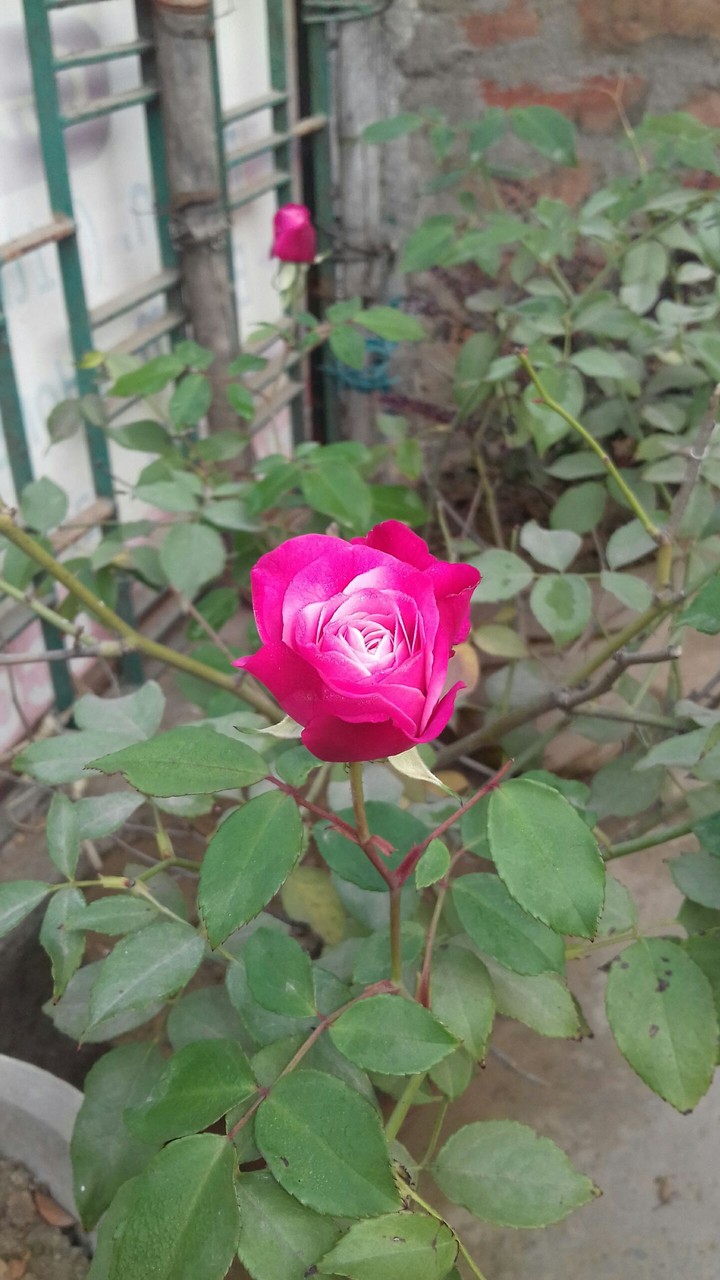 Rose