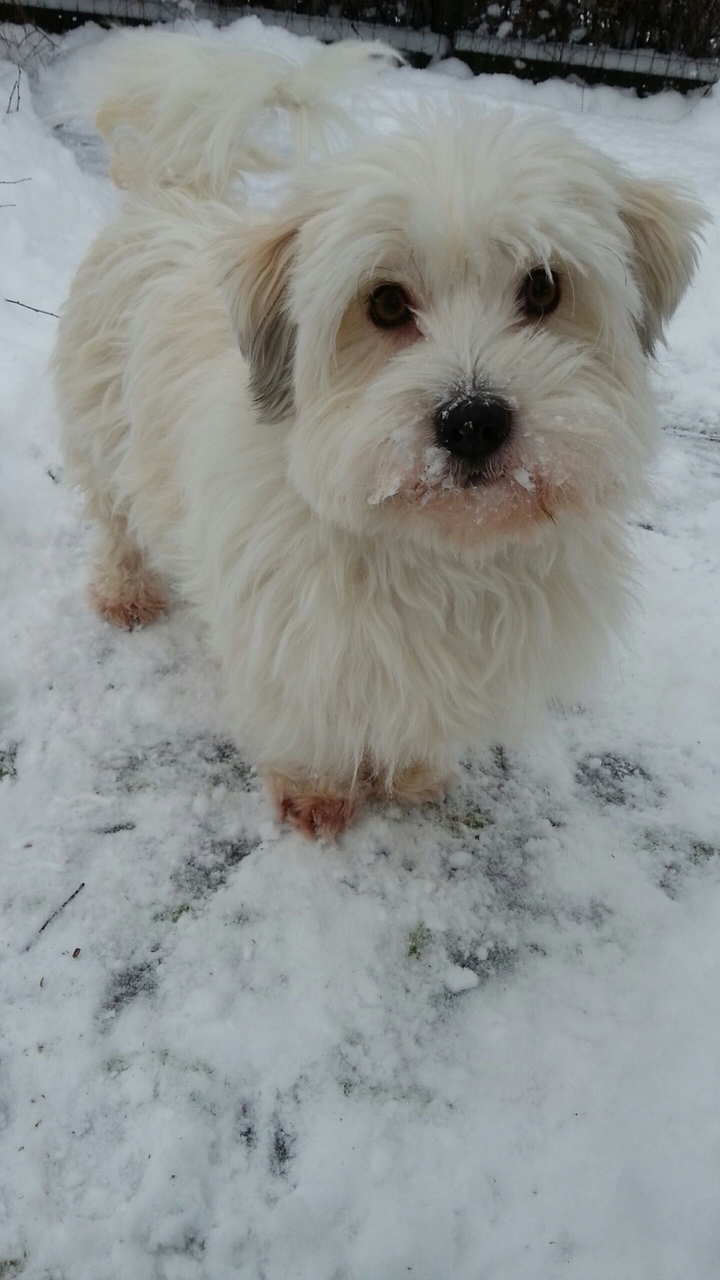 winter & dog