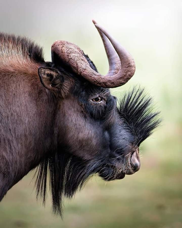 wildebeest