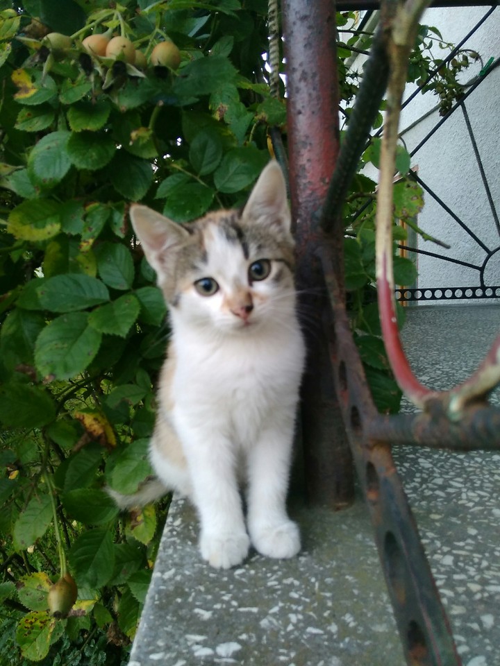 kitten