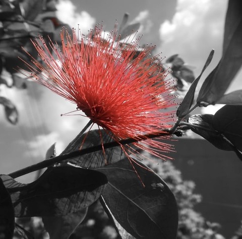 sfondi tree, petal
