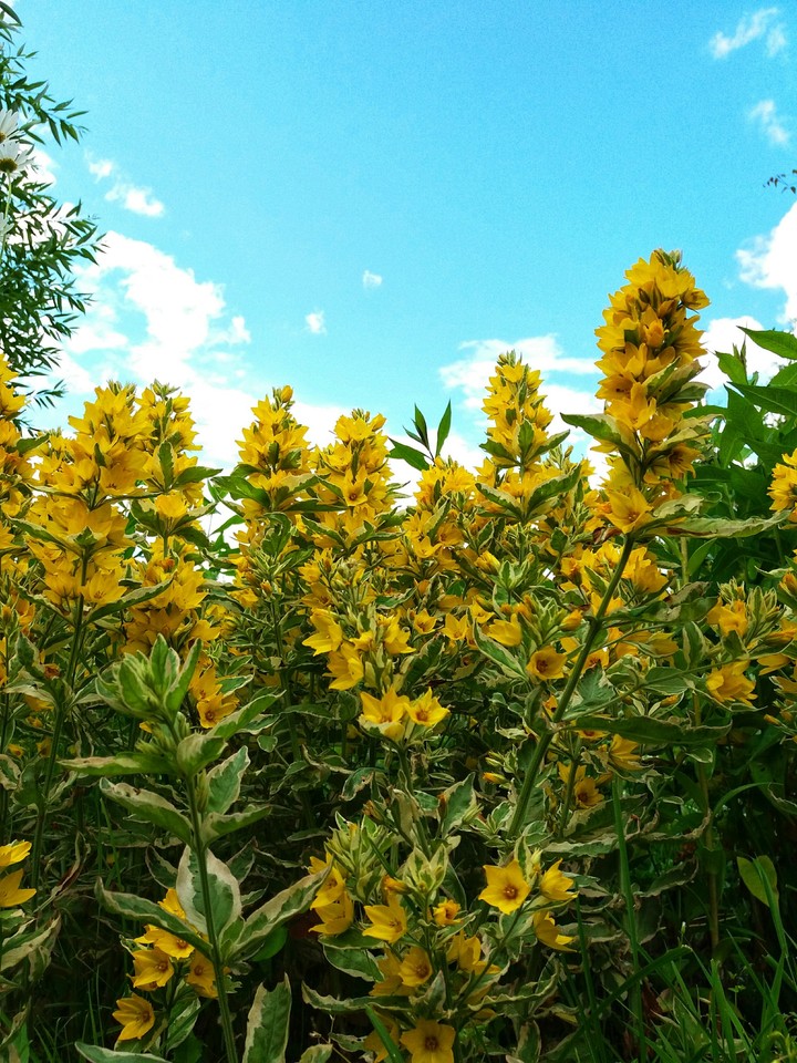 Yellow and Blue