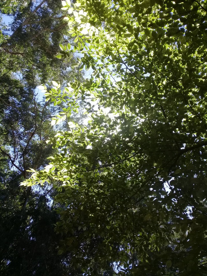 árbol