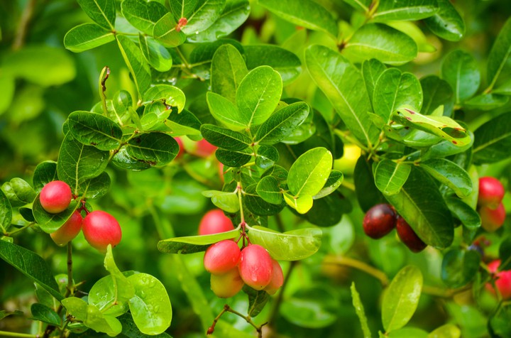 Cherries