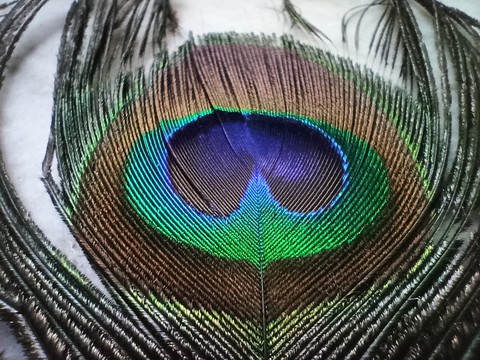 peacock feather
