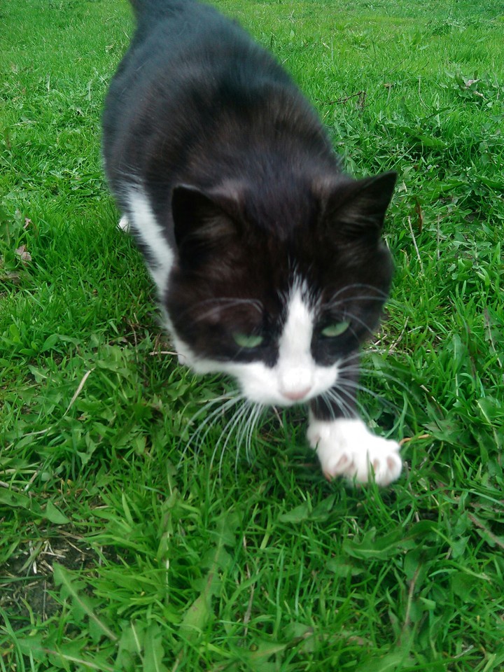Hunter cat