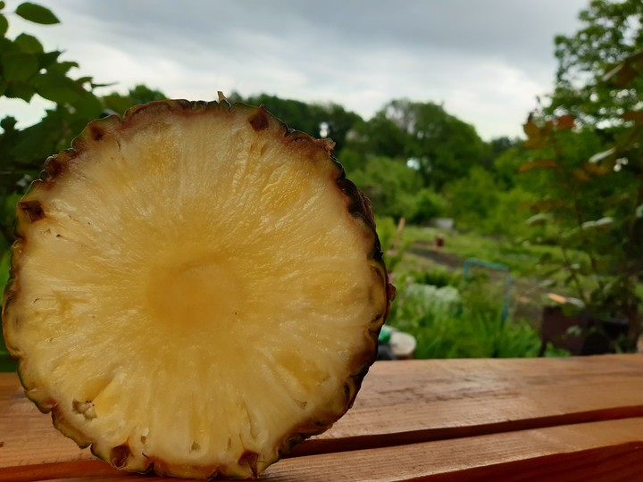 pineapple sun