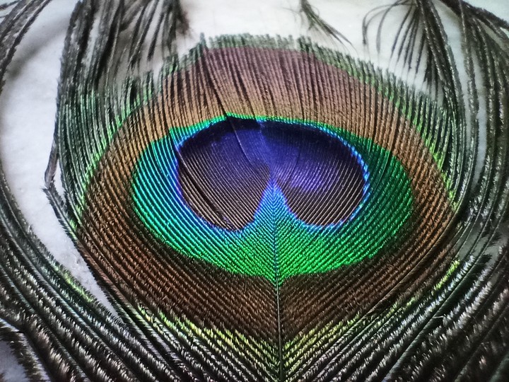 peacock feather