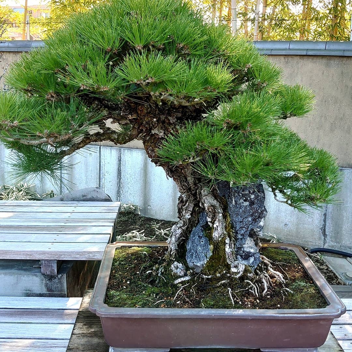 盆栽