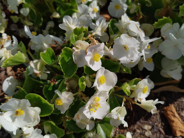 flowers